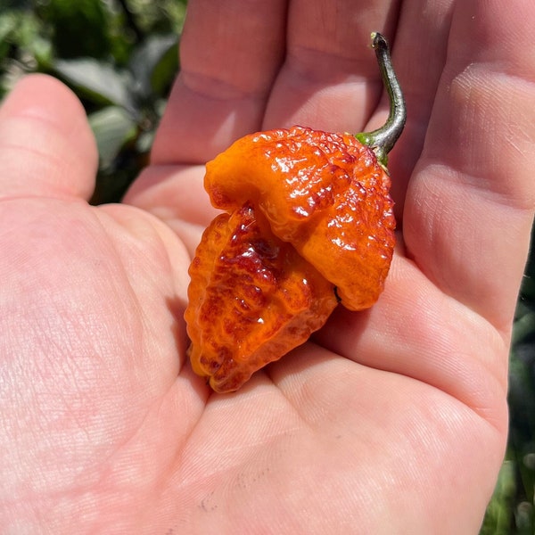 Orange Pockmark Heirloom Pepper Premium Seed Packet