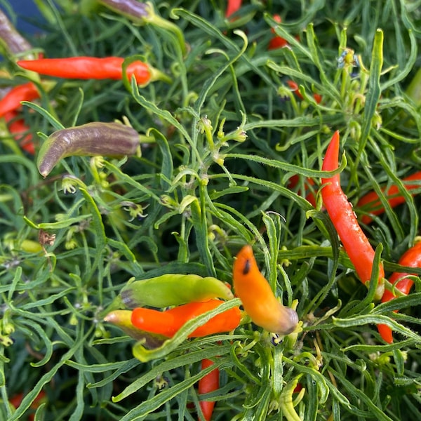 Orange Candlelight Mutant Rare Wire Leaf Hot Pepper (5 Seeds Packet)