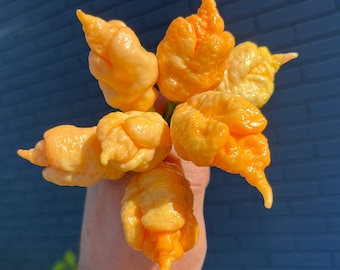 May include: A bunch of six bright orange habanero peppers, with a wrinkled texture, are held in a hand against a blue brick wall.