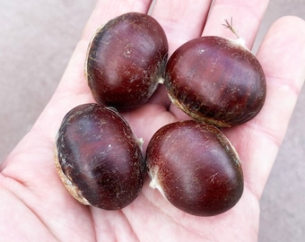 Blight Resistant Chestnut American Hybrid Castanea dentata X mollissima Premium Seed Packet