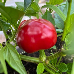 Cherry Round Calabrian Italian Picante Calabrese Spicy Pepper of Calabria Premium Seed Packet