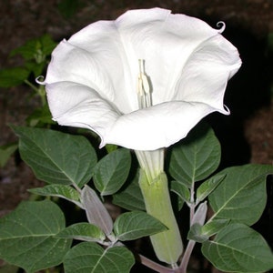 Sacred Datura Innoxia Moonflower Moon Lily Angel's Trumpet Flower Premium Seed Packet
