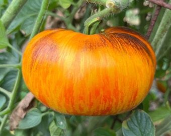 Lucid Gem Heirloom Tomato Premium Seed Packet