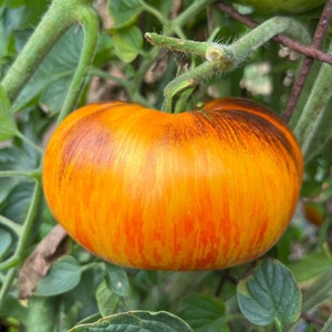 Lucid Gem Heirloom Tomato Premium Seed Packet