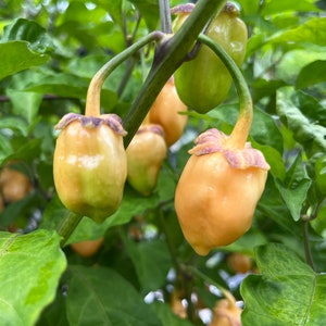 Op de afbeelding: Close-up van een peperplant met verschillende rijpe oranje pepers. De pepers zijn rond en hebben een licht puntige punt. De plant heeft groene bladeren en stengels.