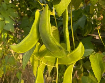 Rey del Jardín Trepador Polo Lima Frijol Vining Paquete de Semillas de Reliquia