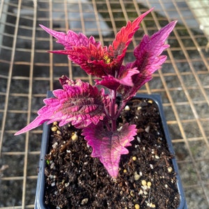 Live Plant - Under the Sea King Crab Coleus - 4" pot