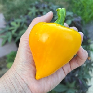 May include: A bright yellow bell pepper with a green stem, held in a hand.