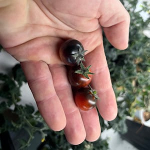 以下が含まれることがあります： 手のひらに3つの小さな熟したトマト。トマトは濃い赤色で黒みがかった色合い。一番大きいトマトが上、一番小さいトマトが下に並んでいます。