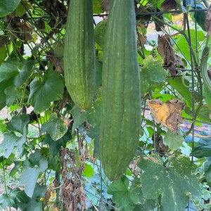 Smooth Luffa aegyptiaca Sponge Egyptian Cucumber Vietnamese Gourd Sinkwa Silky Premium Seed Packet