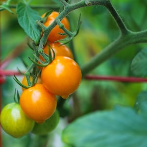 Sungold Select Tomato Premium Seed Packet - The Greatest Cherry Tomato in the World