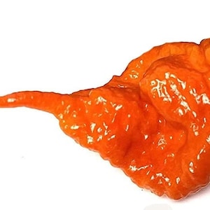 Death Dragon (Death Spiral x Dragon's Breath Hybrid) Ultra Hot Pepper Premium Fröpaket Möjligen den hetaste i världen