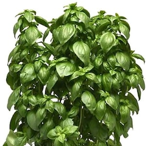 Everleaf Compact Container Basil Genovese Pesto Premium Seed Packet