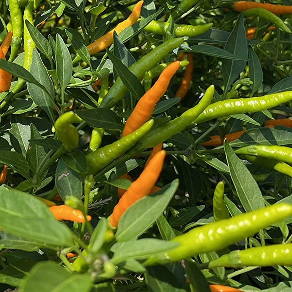 Orange Thai Heirloom Chili Pepper Premium Seed Packet