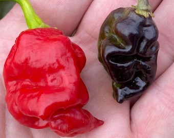 Dragon Breath Pepper Seeds Etsy