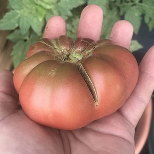 Wild Fred Heirloom Cherokee Purple Dwarf Tomato Premium Seed Packet