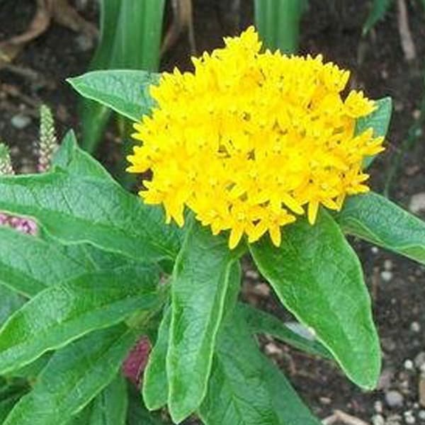 LIVE PLANT Hello Yellow Butterfly Weed Milkweed Asclepias tuberosa 3" Pot