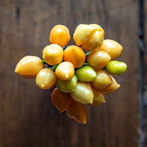 Pimenta Caixo Braziliaanse peper Premium zaadpakket