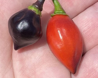 Paarse Biquinho Chupetinho Heirloom Pepper Premium Seed Pakket