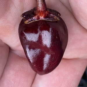 Może przedstawiać: Czerwony, sercowaty pieprz z długim, cienkim ogonkiem.