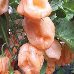 May include: A close-up of a cluster of orange habanero peppers growing on a plant. The peppers are smooth and plump, with a slightly wrinkled texture. The plant has green leaves.