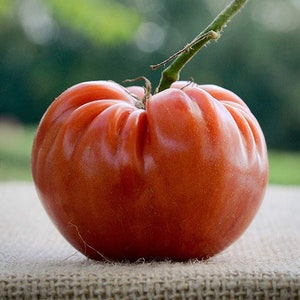 May include: A large, red, heirloom tomato with a slightly bumpy surface. The tomato is sitting on a burlap surface.