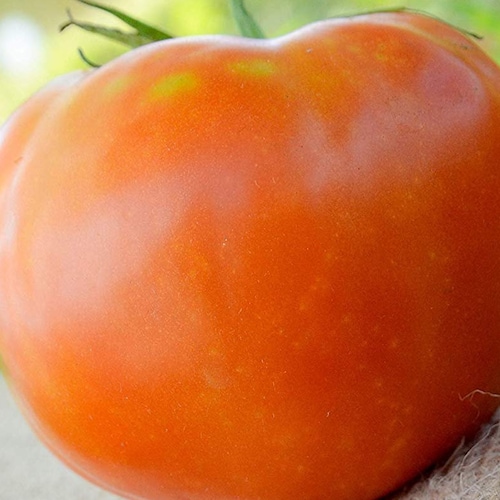 Rutgers the Legendary Jersey Tomato Premium Seed Packet More Etsy