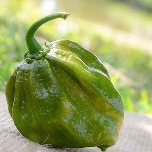 May include: A green habanero pepper with a wrinkled, bumpy texture. The pepper is sitting on a brown hessian surface.