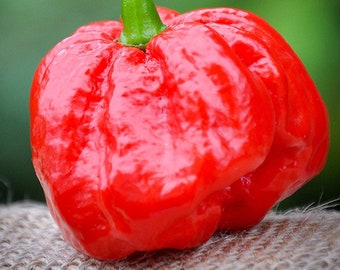 MOA Red Scotch Bonnet Hot Pepper Premium Seed Packet + Mehr