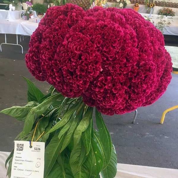 Giant Red Celosia Cockscomb from Monticello Premium Seed Packet