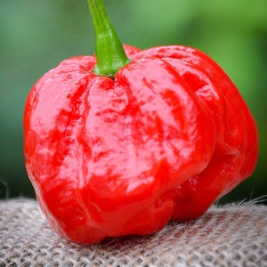 Puede incluir: Un chile rojo brillante y arrugado con un tallo verde. El chile está sentado sobre una superficie de arpillera marrón.