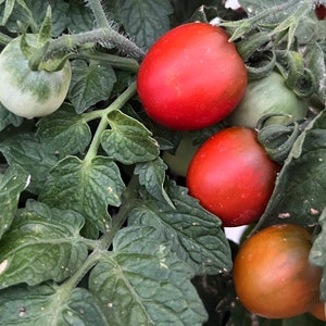 以下が含まれることがあります： 緑のつるに生えている赤いトマトのクローズアップ。トマトは熟して収穫できます。