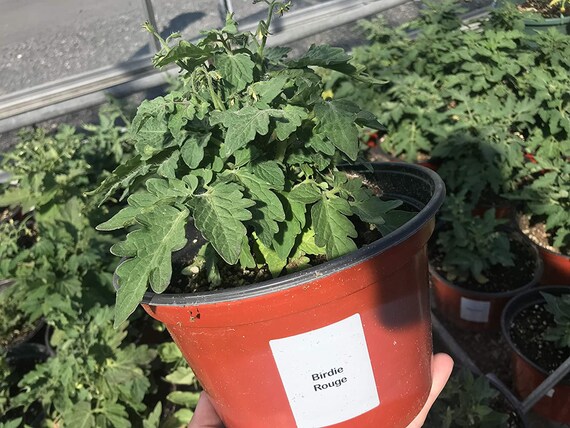 Giant Red Tomato Bonsai 100 PCS Seeds Organic Vegetable Plants Free Shipping New 