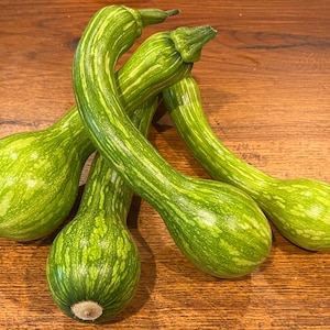 Centercut Tromboncino Italiensk Zucchini Zuchetta Squash Premium Fröpaket