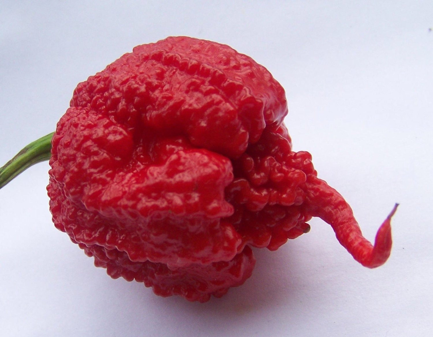 Carolina Reaper HP22B peper Premium zaad Packet Record heetste - Etsy  Nederland