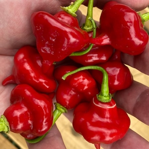Pacote de sementes premium de pimentão vermelho Aji Cachucha e mais