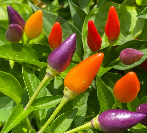 Bolivian 2024 rainbow pepper