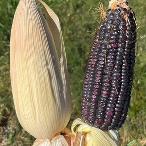 Conico Azul Blue Corn Masa Puebla Tamale Maize 20 Seed Pack