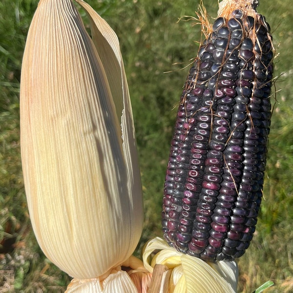 Conico Azul Blue Corn Masa Puebla Tamale Maize 20 Seed Pack