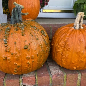 Warty goblin jack o lantern pumpkin premium seed packet