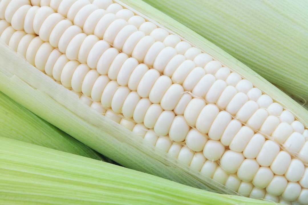 Silver Queen Sweet Corn Premium Seed Packet Etsy