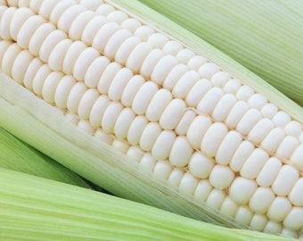 May include: Close-up of a white corn cob with rows of kernels. The kernels are plump and smooth, and the husk is a light green colour.
