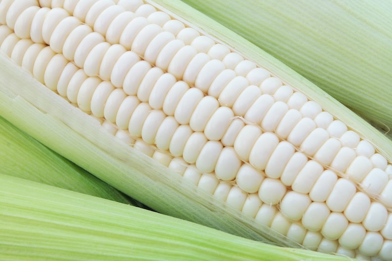 Silver Queen Sweet Corn Premium Seed Packet Etsy