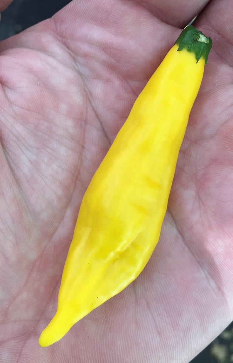 Aji Lemon Drop Limon Kellu Uchu Chile Heirloom Pepper Premium Etsy