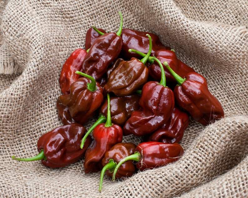 Jamaican Hot Chocolate Habanero Heirloom Pepper Premium Seed Etsy