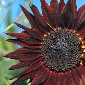 Puede incluir: Un primer plano de un girasol rojo oscuro con un centro marrón oscuro. El girasol está enfocado, mientras que el fondo está desenfocado.