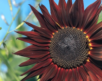 Procut Red Sunflower Autumn Cut Flowers Premium Seed Packet