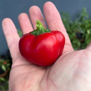 Ashe County Pimento Sweet Heirloom Smoky Mountain Pepper Premium Seed Packet