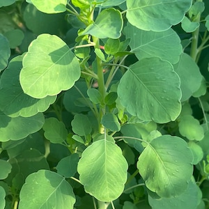 Papalo Papaloquelite Porophyllum ruderale Bolivian Coriander Premium Seed Packet