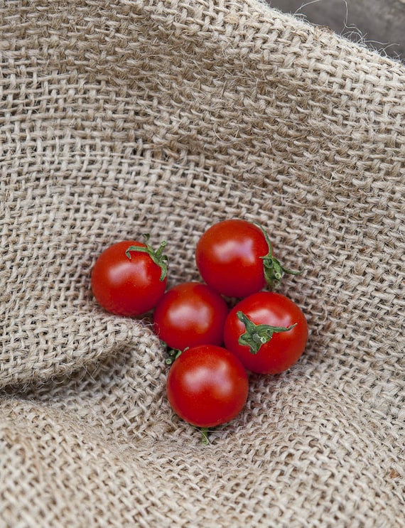 Se Aperitif Heirloom Kirschtomate Premium Saatgut Packet - seste Tomate  der Welt - Etsy sterreich